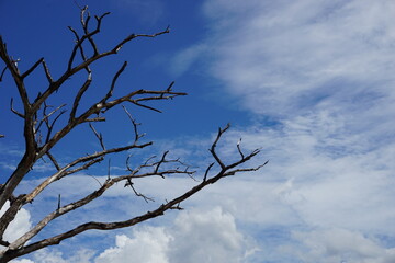  Evening sky clouds and branches sunlight