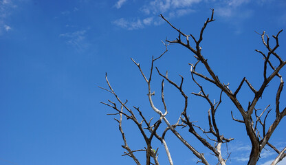  Evening sky clouds and branches sunlight