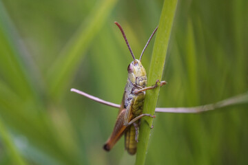 green grasshopper on a green leaf