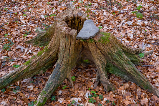 Baumstumpen