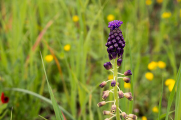 Leopoldia comosa blossom in the nature