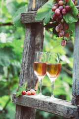 Two glasses of rose wine with bottle outdoors in garden party in vineyard. Wine tasting with red grapes on wooden ladder, harvest time, copy space