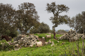 Sheep family in the nature, Sardinia, Italy