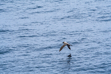Light-mantled Albatross (Phoebetria palpebrata) in South Atlantic Ocean, Southern Ocean, Antarctica