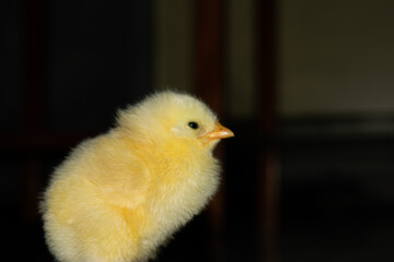 Chick photography collection