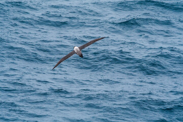 Light-mantled Albatross (Phoebetria palpebrata) in South Atlantic Ocean, Southern Ocean, Antarctica