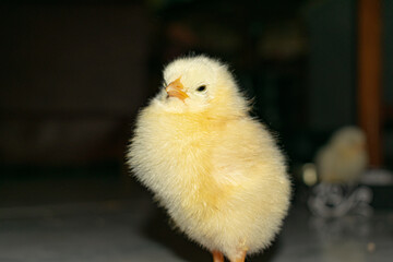 Chick photography collection
