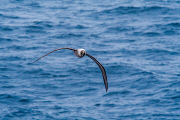 Light-mantled Albatross (Phoebetria palpebrata) in South Atlantic Ocean, Southern Ocean, Antarctica
