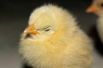 Chick photography collection