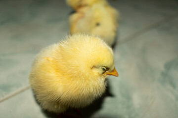 Chick photography collection
