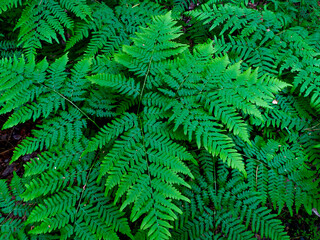 Fern in the forest. Summer forest. Beautiful forest.