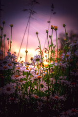 margeriten field on a forest clearing in the sunset , biotope