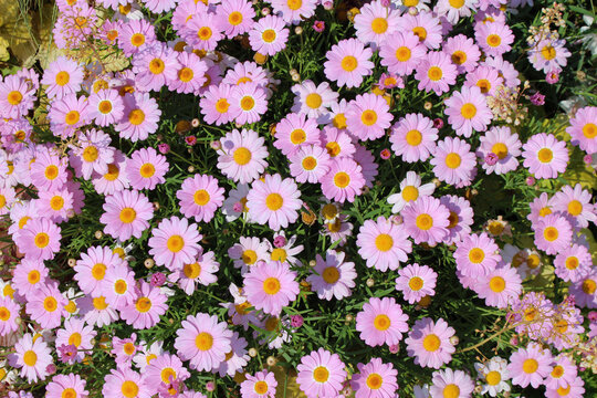 ピンク色の小さな菊の花 の画像 28 件の Stock 写真 ベクターおよびビデオ Adobe Stock