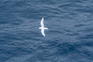 Snow Petrel (Pagodroma nivea) in South Atlantic Ocean, Southern Ocean, Antarctica