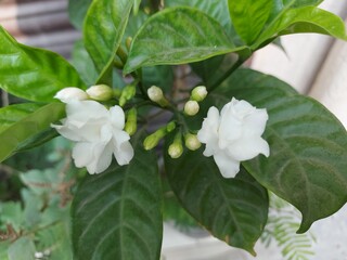 apple tree flowers