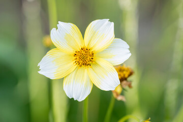una bonita flor amarilla y blanca sobre fondo verde