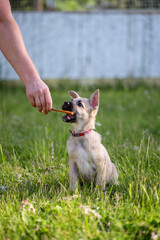 A cute beige puppy with big ears reaches for food. Hand holds dog a piece of meat in a red collar. Training and obedience to the animal.