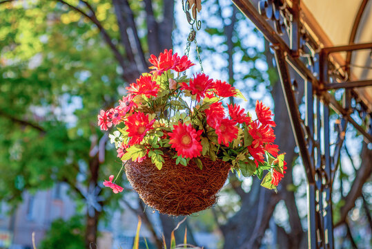 Lovely bunch of small red spring flowers planted in a hanging flower pot outdoors