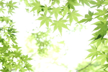 Green maple leaves against the sun