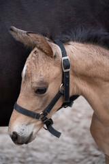 Close-up of a little brown foal,horse standing next to the mother, during the day with a countryside landscape