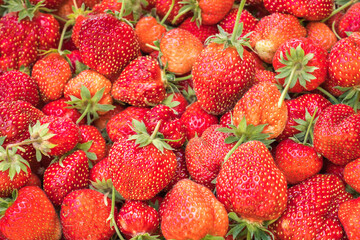 Many fresh strawberries on background