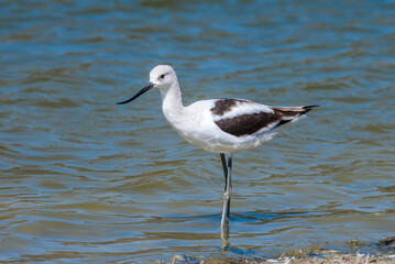 American Avocet (Recurvirostra americana) in Malibu Lagoon, California, USA