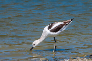 American Avocet (Recurvirostra americana) in Malibu Lagoon, California, USA