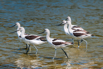 American Avocet (Recurvirostra americana) in Malibu Lagoon, California, USA