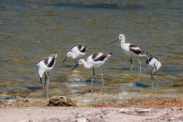 American Avocet (Recurvirostra americana) in Malibu Lagoon, California, USA