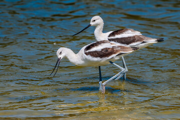 American Avocet (Recurvirostra americana) in Malibu Lagoon, California, USA