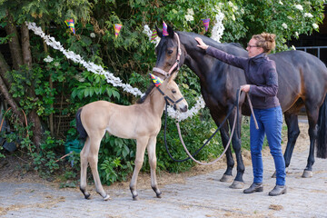 A brown mare and a yellow foal with hats and guirlandes in the trees. Girl is holding the horse....