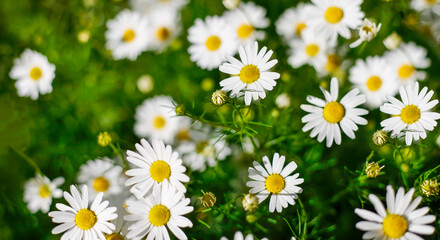 Background of chamomile flowers, field chamomile, nature with blooming medical chamomile, medicinal plant, spring, summer