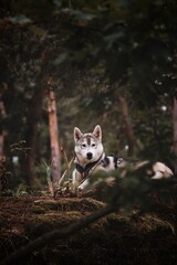 Obraz premium Siberian Husky in captivity of the forest