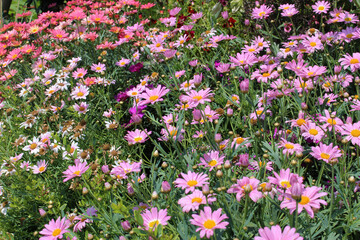 桃色の小さな菊の花畑