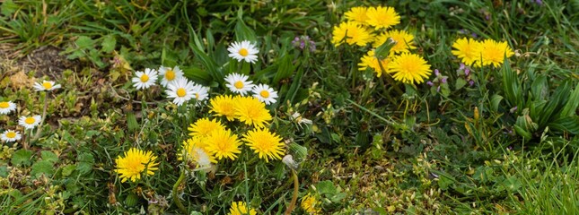 Panorama Löwenzahn und Gänseblümchen © pusteflower9024