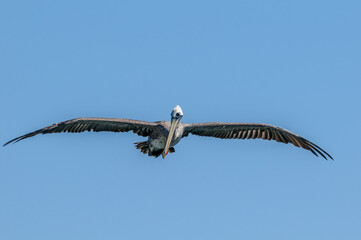 Brown Pelican (Pelecanus occidentalis) in Bolsa Chica Ecological Reserve, California, USA