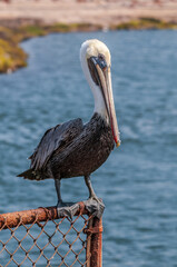 Brown Pelican (Pelecanus occidentalis) in Bolsa Chica Ecological Reserve, California, USA