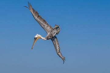 Brown Pelican (Pelecanus occidentalis) in Bolsa Chica Ecological Reserve, California, USA