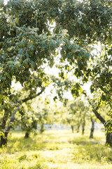 Fototapeta na wymiar Alley of trees of young green apple trees on a warm sunny day. Background. Easy summer mood
