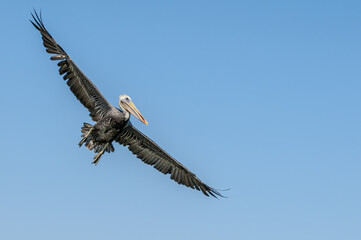 Brown Pelican (Pelecanus occidentalis) in Bolsa Chica Ecological Reserve, California, USA