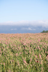france-nature-wilderness-city-beach