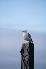 france-nature-wilderness-city-beach