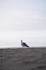 france-nature-wilderness-city-beach