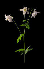 three white Aquilegia flowers isolated black