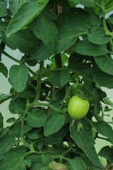 Green tomatoes plant in a greenhouse.