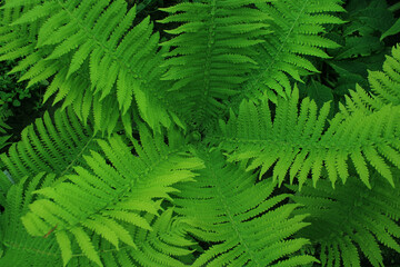 Fern plants in a shadowy place