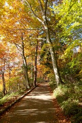 Obraz premium 中禅寺湖畔の秋の紅葉／Autumn leaves around Lake Chuzenji in Nikko / Tochigi Prefecture, Japan