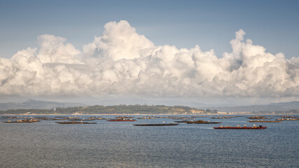 Farming of mussels, oystersand scallops on wooden platforms out in the water, Galicia - Spain