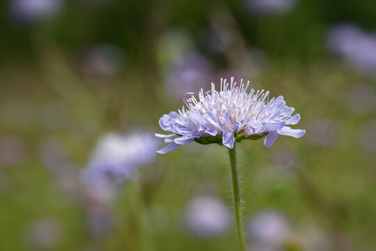 Wiesenblumen, Bl&uuml;te der Ackerwitwenblume, Knautia arvensis