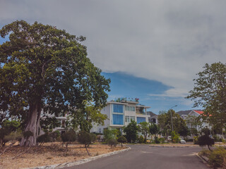 Fototapeta na wymiar Big old tree in modern comfortable village near sea and palms under blue sea